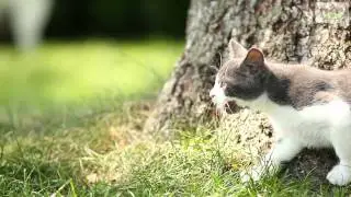 Neues von unseren Katzen auf Gut Aiderbichl Frankreich