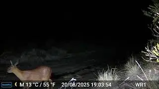 Cape Grysbok passing cam - Wild Restoration - Rupert Barnard