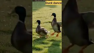 &ldquo;Couple Ducks Dancing Together | Funny Romantic Dance in Nature 🦆💃😂&rdquo; #ai #artificialimagination