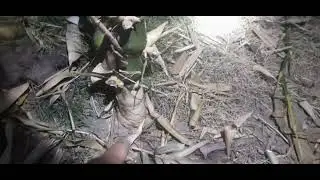Trúc quan âm loại cây phong thủy 