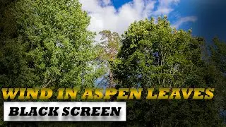 Trembling Aspen Leaves (Calming Wind Sound) 10 Hours Black Screen