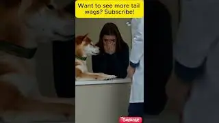 In a heart-wrenching scene, a compassionate vet solemnly closes the clinic door
