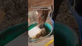 Salt is essential for life.Always have a free choice salt block in every turnout, pasture and stall.