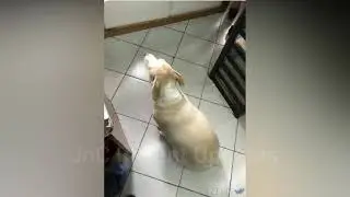 Independent Dog na si Fuffy