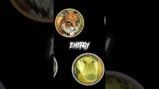 Lynx VS crocodile #wildcraft #shorts