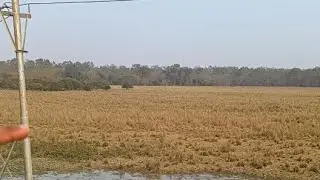 Indian rhinoceros