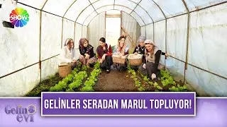 Melike Gelin misafirlerine marul toplamayı öğretti | Gelin Evi 1622. Bölüm