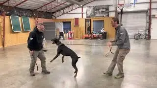 Elite Level Personal Protection Dog Development 