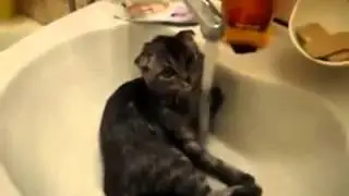 funny and resourceful cats