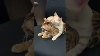 Cici and Curtis Kitten Throwback Kisses 😘 🐈🐈😻 #officecats #officecat #kittens #throwback #cats