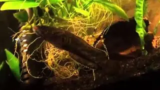 Channa sp. Five Stripes