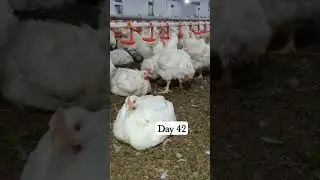 Day 42 Broilers Drinking Water System