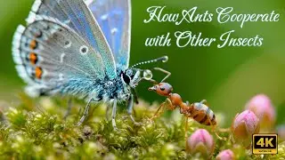 Hidden Alliances: How Ants Cooperate with Other Insects​ [4K]
