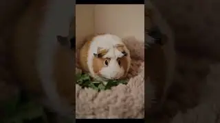 Cute Guinea pig #cute