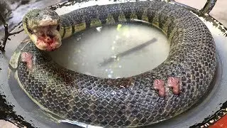 Cooking Snake With Secret Recipe In The Forest Eating Delicious | Village Food To Survive