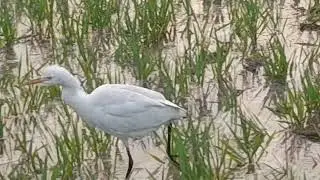 Cattle egret bird eat something 😋 👌 in farm ..