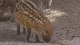 Red River Hog Piglet Debut