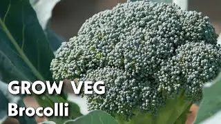 How To Grow Broccoli At Home (Beginner Friendly Guide)