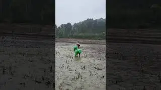 Growing Rice With Love | Our Family's Tradition | Paddy Field Memories (5th May 2024)🌾❤️🍀...
