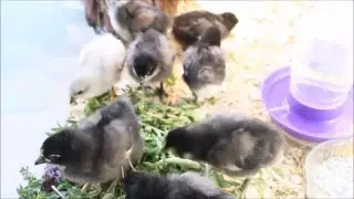 Baby chicks 11 days old - Black & Lavender Orpingtons - ASMR Bird Sounds
