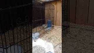 Introducing two groups of Button Quail the Right Way 🐤✨ No More Fights!
