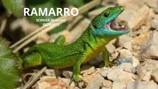 RAMARRO OCCIDENTALE