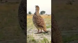 Gora Teetar Ki Boli Grey Francolin vioce #gorateetar #greyfrancolin #shortvideo #viralshorts #shorts