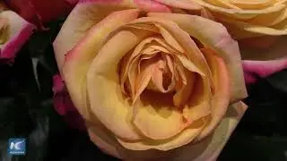 Uni&oacute;n de floricultores colombianos, la clave para afrontar medidas arancelarias de EE. UU.