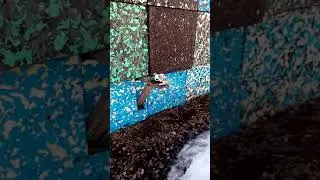 Винтовка Crosman Quest 1000 👍👍👍🔔🔔🔔