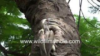 Hornbill vs Myna: Female Hornbill protects her nest-hole and chicks from myna attack: Who will win?