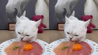 My tough cat. Daily routine. Cat eating. How sticky can small animals be