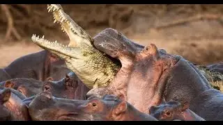 Survival Of Baby Hippos