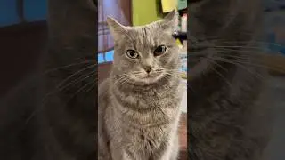 🐱 Cute Cat Antics Compilation 😺 Funny, Adorable & Heartwarming Cat Clips #catsofyoutube