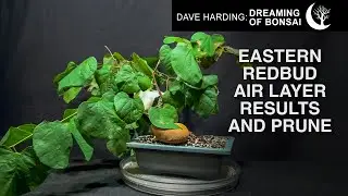 Eastern Redbud Bonsai Air Layer Results & Prune, July 2024