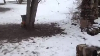 Corgi Snow Angels
