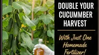 Double Your Cucumber Harvest With Just One Homemade Fertilizer!&rdquo;