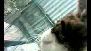 MOV0031A.mp4
