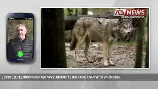 L'ORSO DEL FELTRINO PASSA PER ARSIE', DISTRUTTE DUE ARNIE A SAN VITO | 27/08/2024