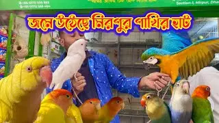 জমে উঠেছে মিরপুর পাখির হাট //macaw price in Bangladesh mirpur1