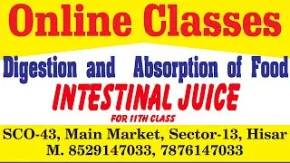 Digestion and Absorption of Food ( Intestinal juice )