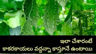 ఎండాకాలంలో కూడా కాకరకాయలు కాయాలంటే...(How to get more bitter gourds in summer easily)