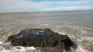 Delf&iacute;n Franciscana (Pontoporia blainvillei) en Balneario El C&oacute;ndor, R&iacute;o Negro, Argentina.