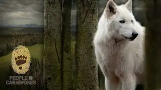 Connecting Landscapes for Large Carnivores
