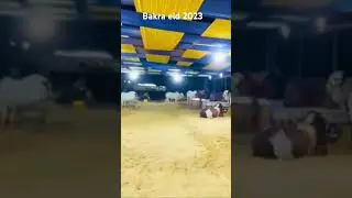 Jameel memon colony visit 2023❤️ #cowvideos #mandilover #bull #maweshimandi2023 #jameelmemon