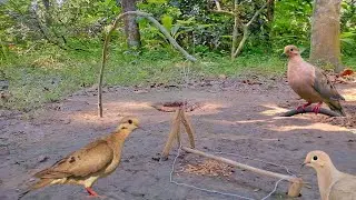 Fantastic dove traps with tree branches and twine।