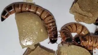 Pangea P.I.G insect Grub Review - Is it worth it? Gutload Superworms and Discoid Roaches -