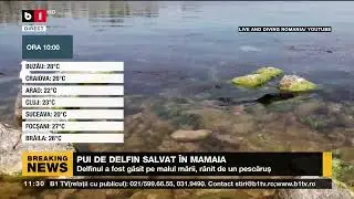 PUI DE DELFIN SALVAT &Icirc;N MAMAIA_Știri B1_27 iulie 2022