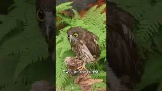 Funny owls #lyrics #owl #music #cute #song #funny #songlyrics #animals #audio #birds