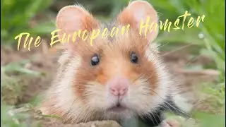 Harvest and Habitat: Can Farming and the European Hamster Coexist?