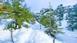 The White Cedars of Lebanon: Discover the Roads, the Scenery & Ski Resort
